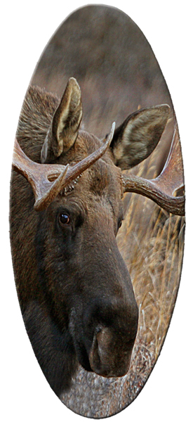 006 Gone Hunting (Moose)